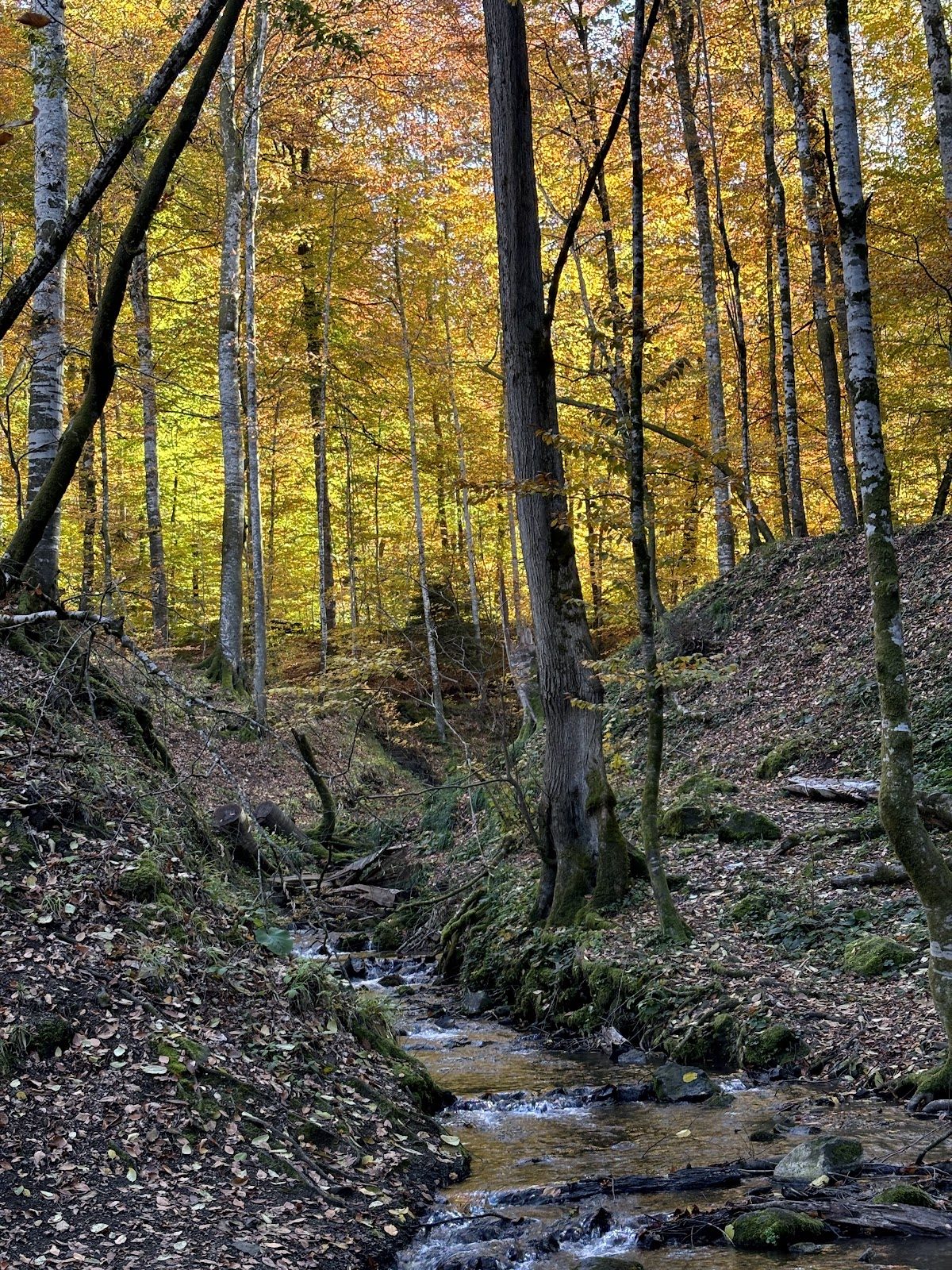 Yedigöller - 6