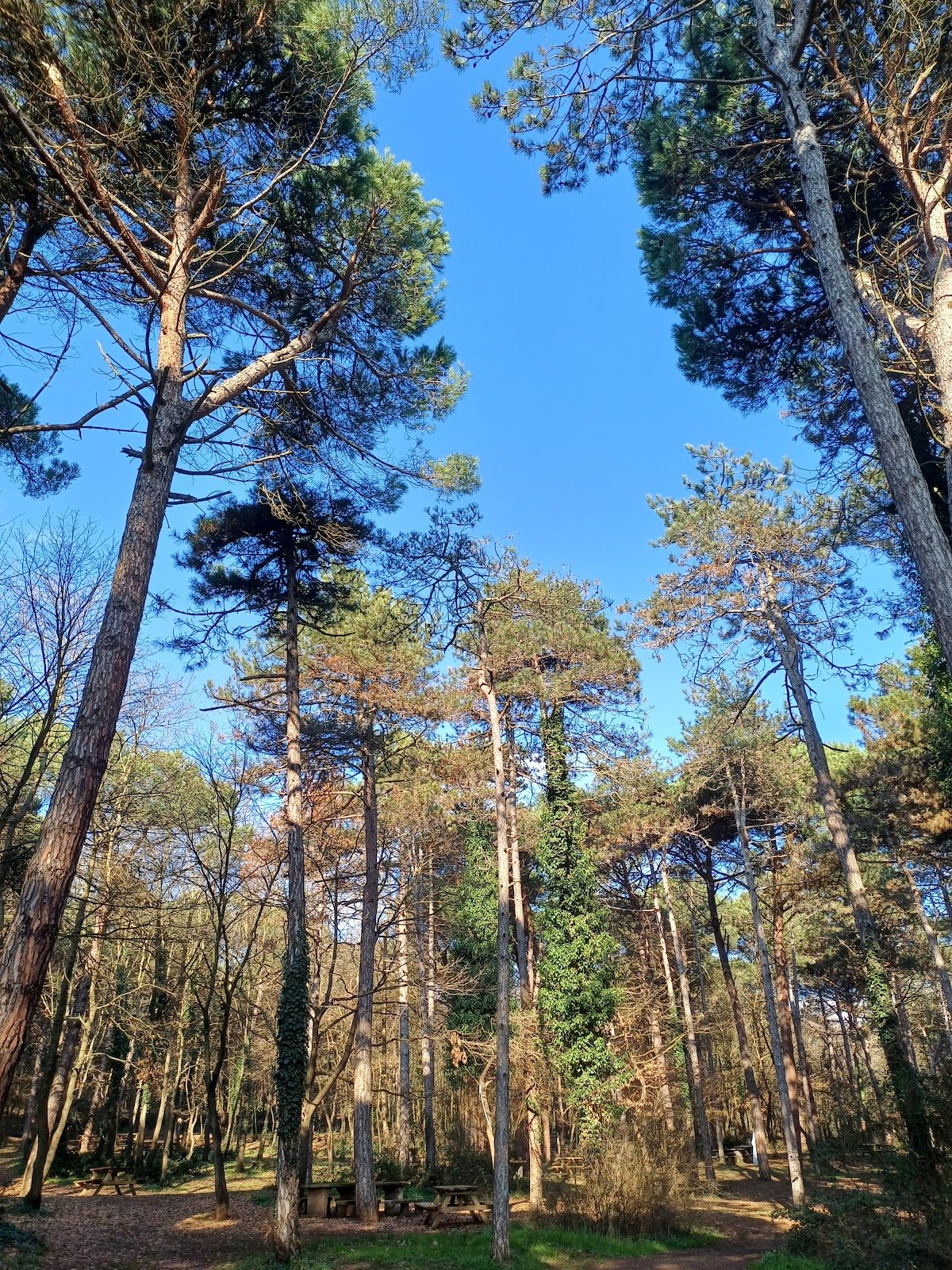 Taşdelen Recreation Area - 3