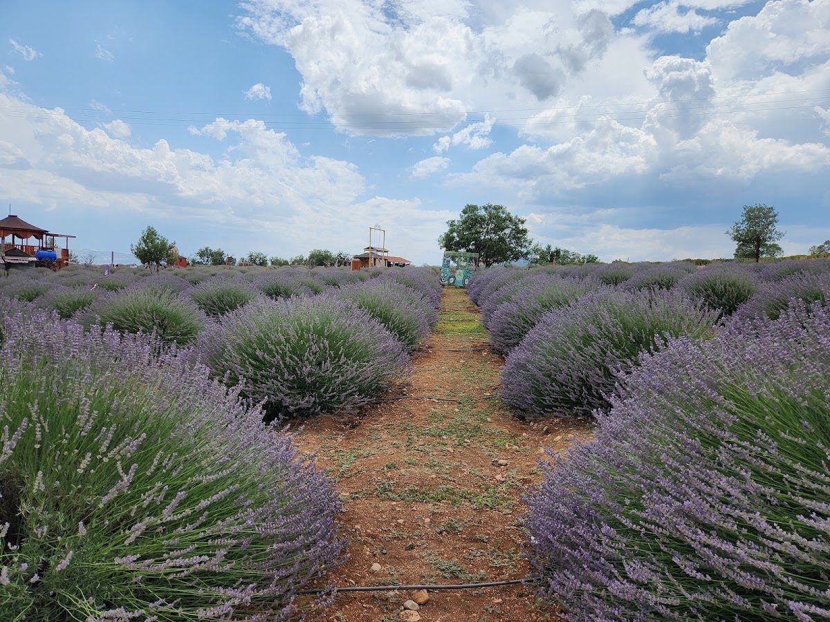Kuyucak Village Lavender Fields