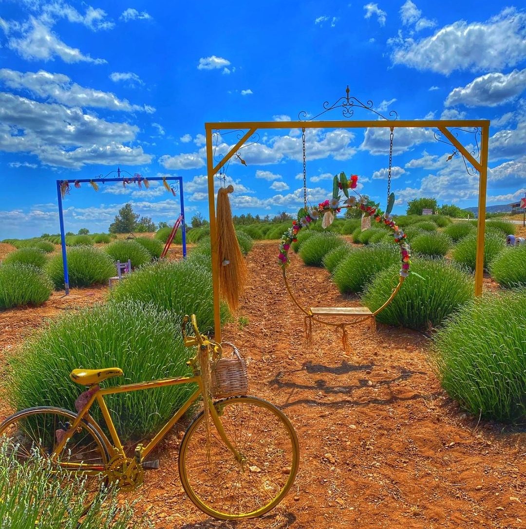 Kuyucak Village Lavender Fields - 3