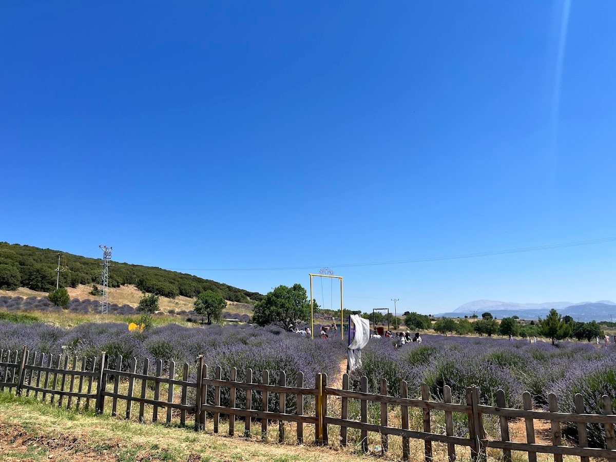 Kuyucak Village Lavender Fields - 5