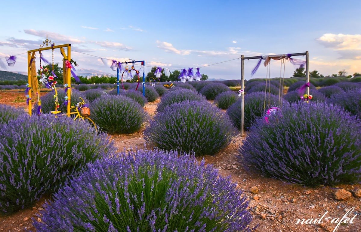 Kuyucak Village Lavender Fields - 6