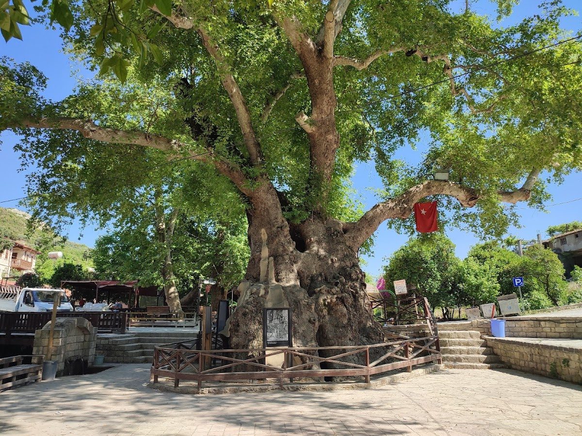 Musa Tree