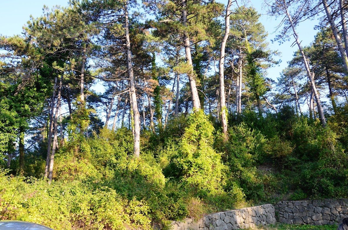 İncivez Çamlığı Tabiat Parkı - 3