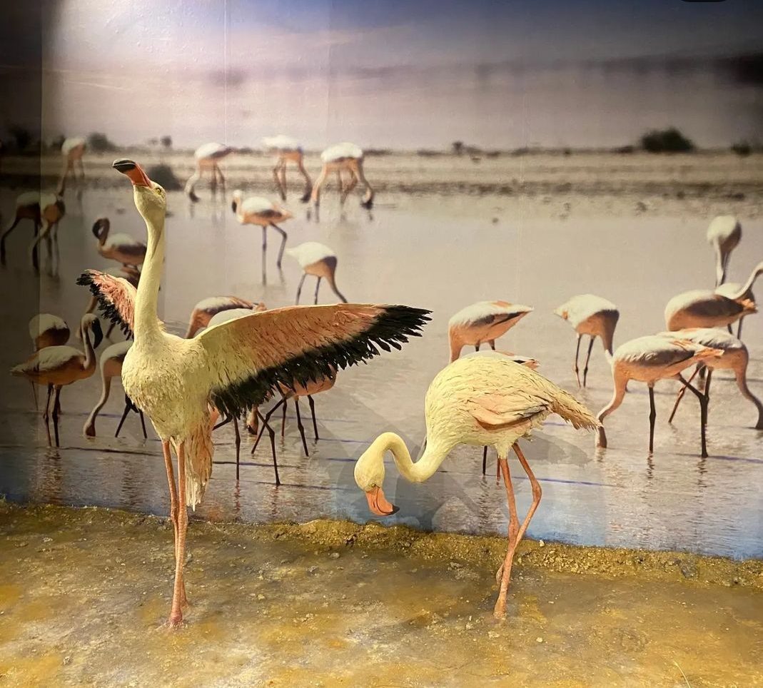 Kırşehir Museum - 7