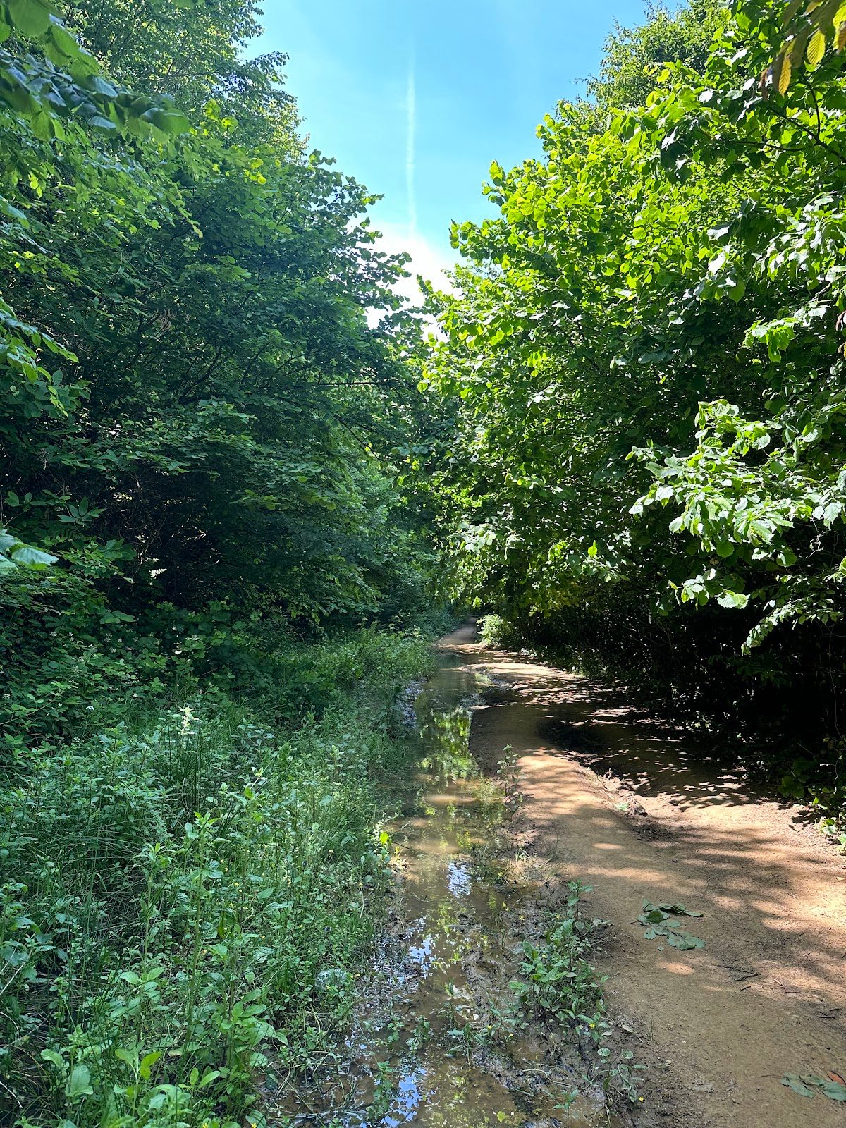 Alemdağ Ormanı
