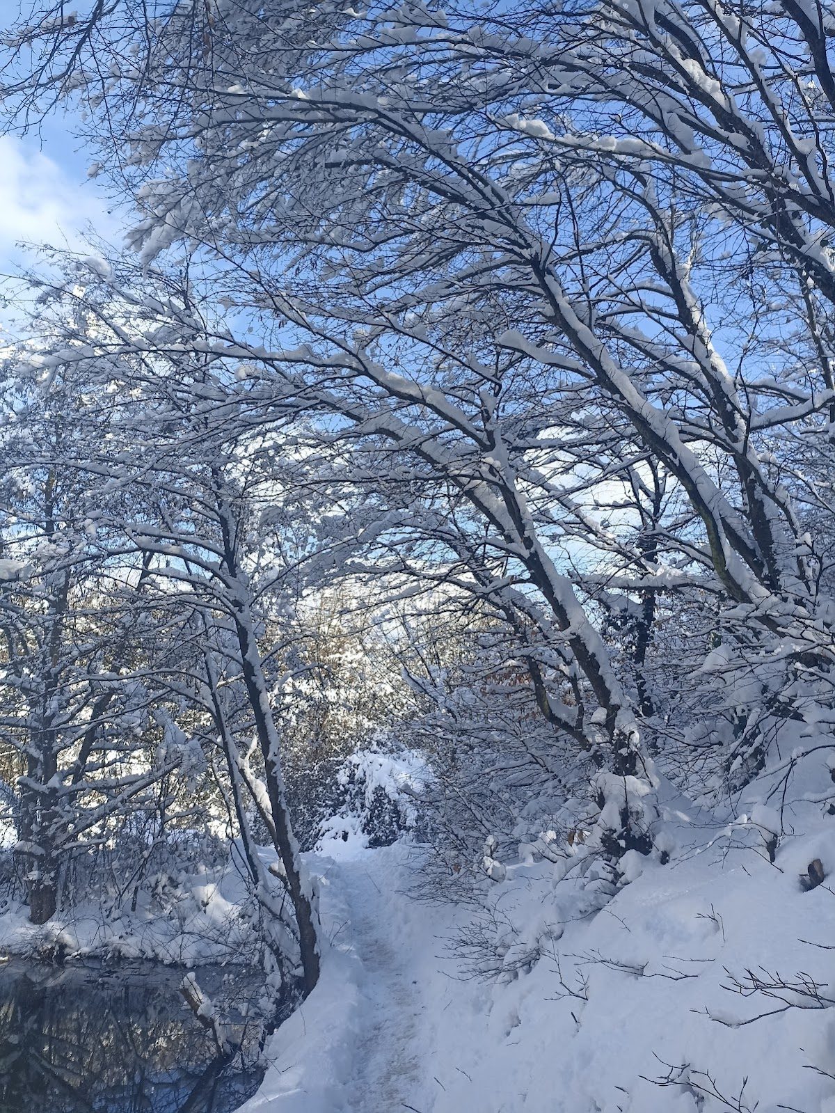 Alemdağ Ormanı - 5