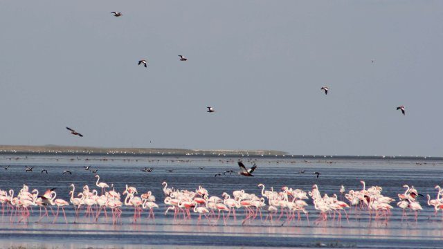 Seyfe Lake Bird Sanctuary