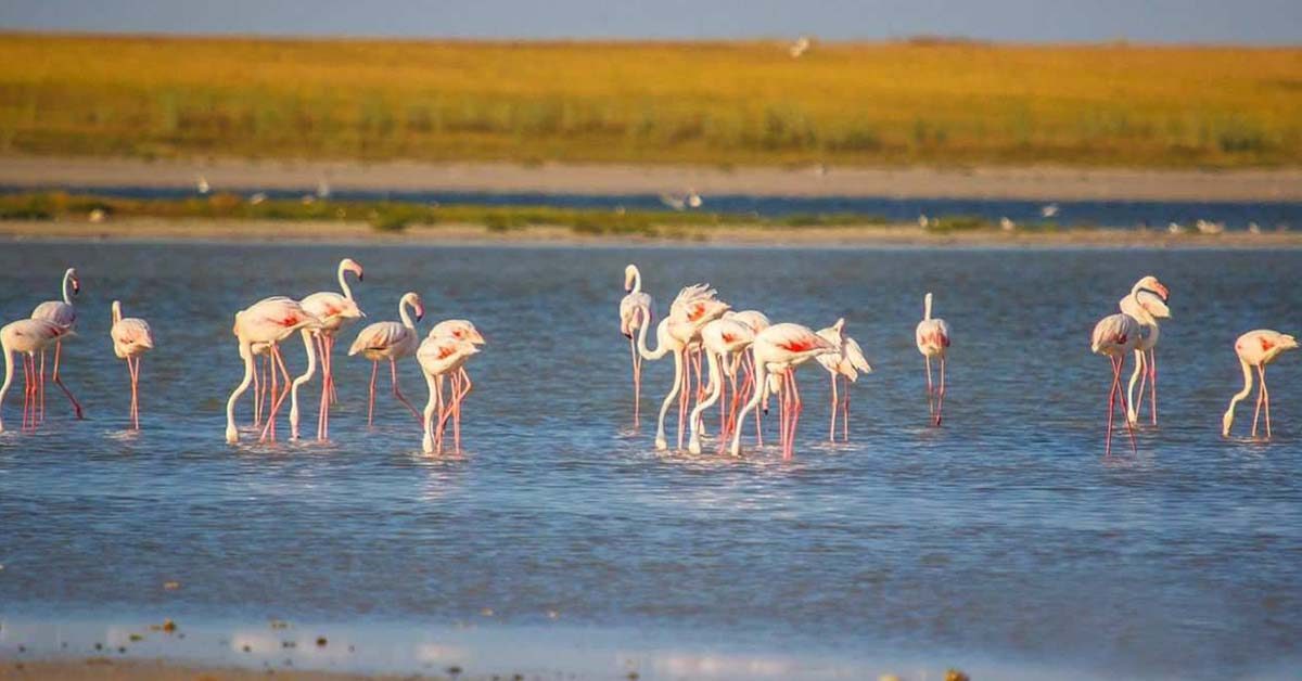 Seyfe Lake Bird Sanctuary - 3
