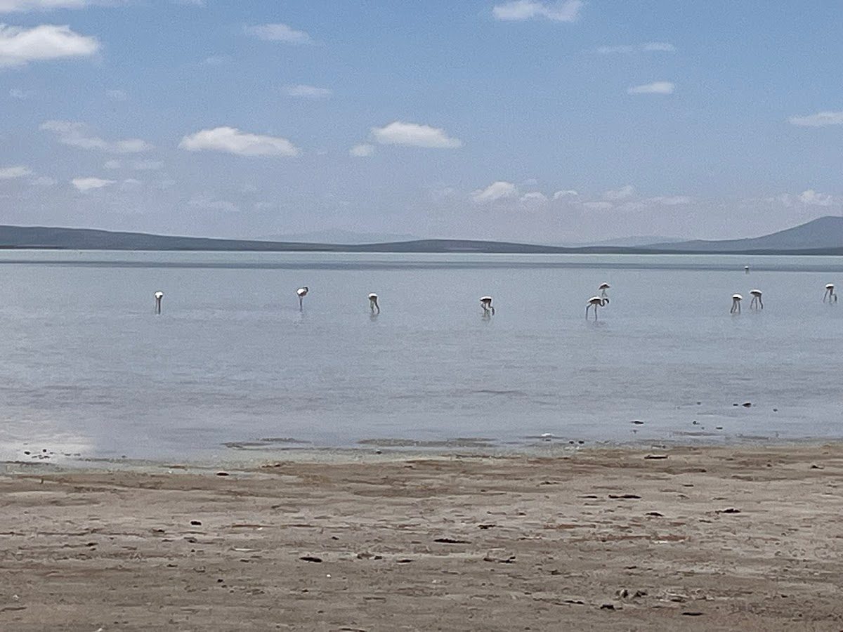 Seyfe Lake Bird Sanctuary - 7