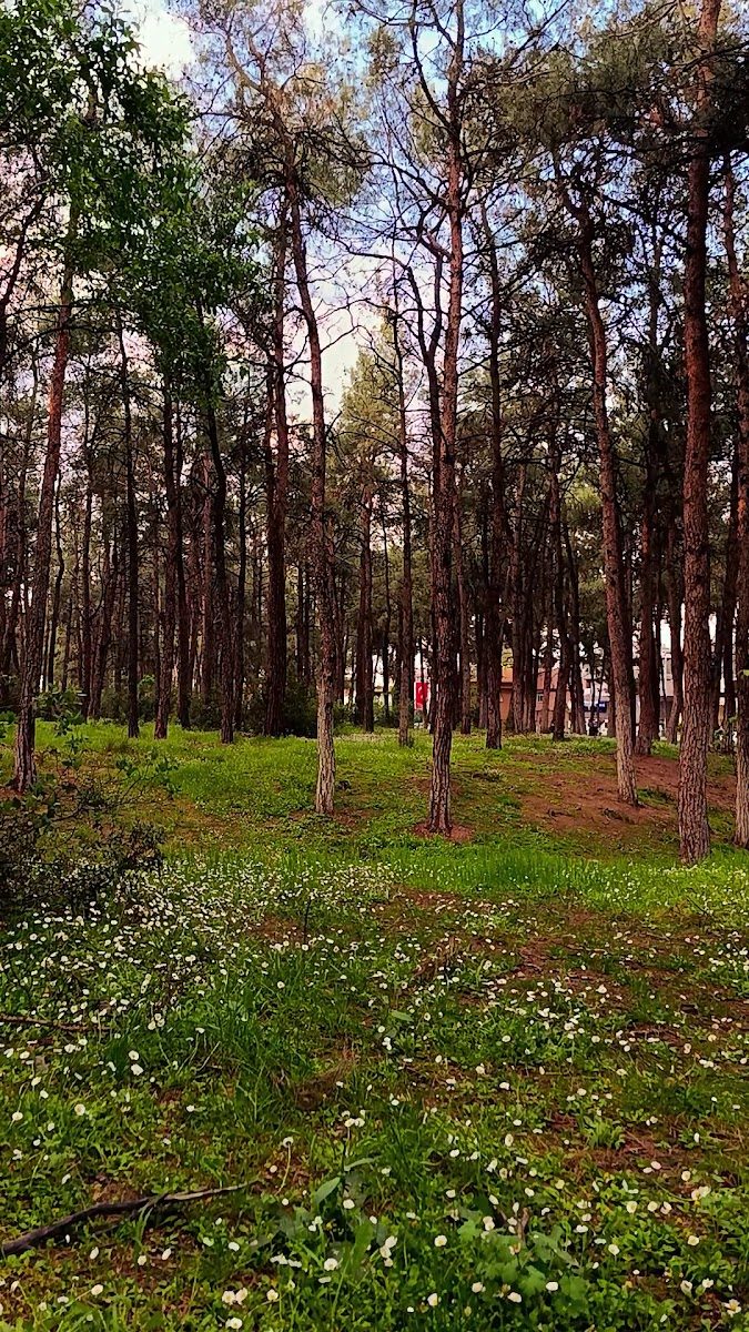 Çamlık Orman İçi Dinlenme Yeri - 1