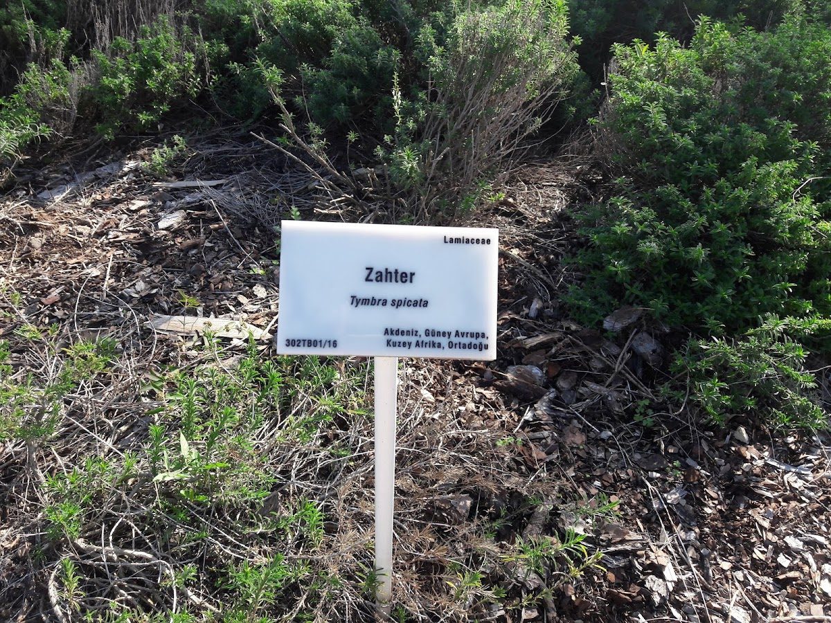 Ç. Ü. Ali Nihat Gökyiğit Botanical Garden - 3