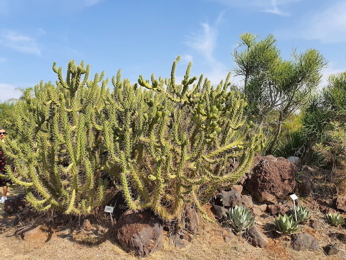 Ç. Ü. Ali Nihat Gökyiğit Botanical Garden - 4
