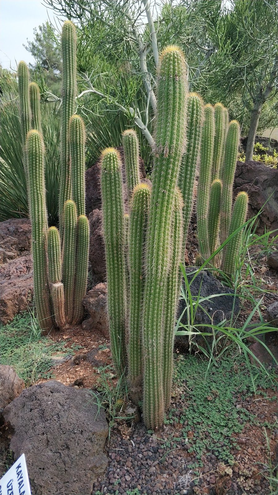 Ç. Ü. Ali Nihat Gökyiğit Botanical Garden - 5