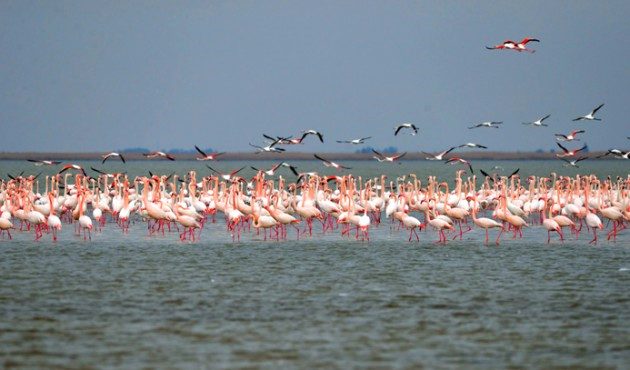 Şekerpınar (Akyatan Lake) Bird Paradise and Lagoon