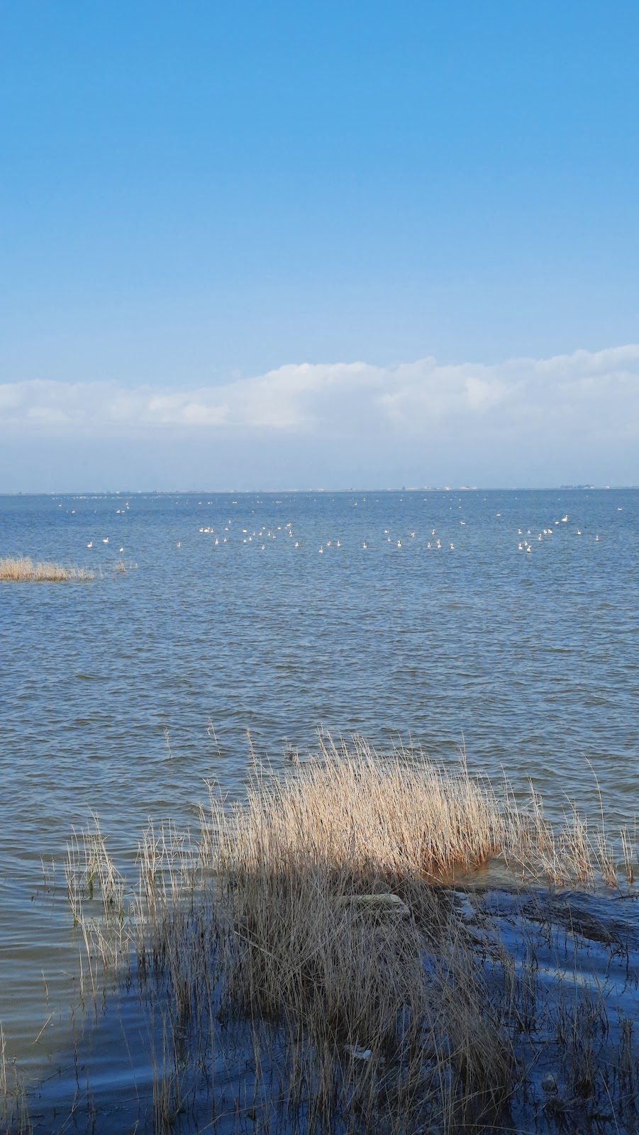 Şekerpınar (Akyatan Lake) Bird Paradise and Lagoon - 3
