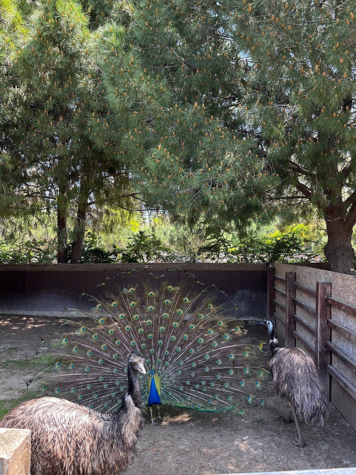 Izmir Natural Life Park - 5