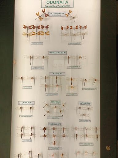 Trakya University Natural History Museum - 1