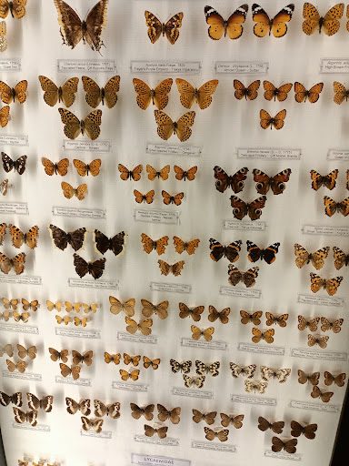 Trakya University Natural History Museum - 2
