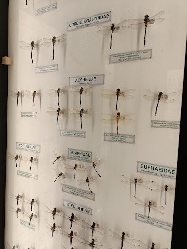Trakya University Natural History Museum - 3