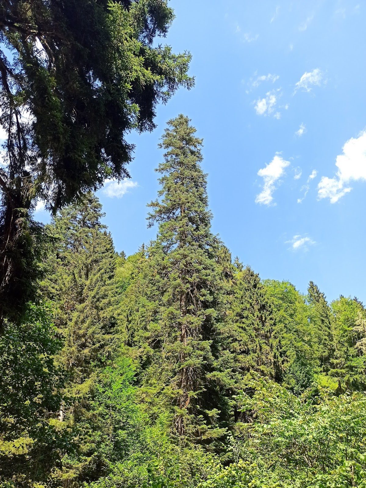 Spider Forests Nature Park