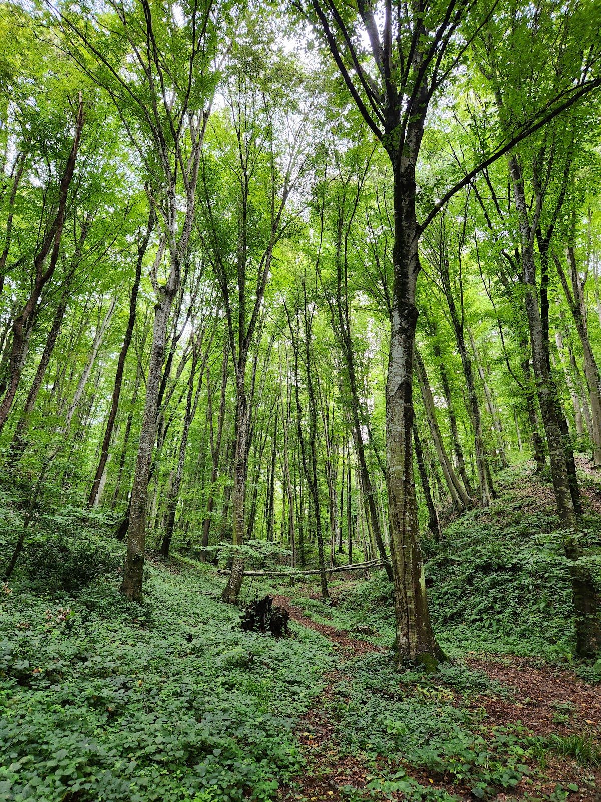 Ayvad Bendi Nature Park - 6