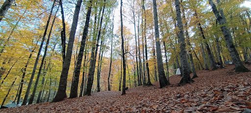Yedigöller National Park Campground - 2