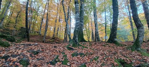 Yedigöller National Park Campground - 3