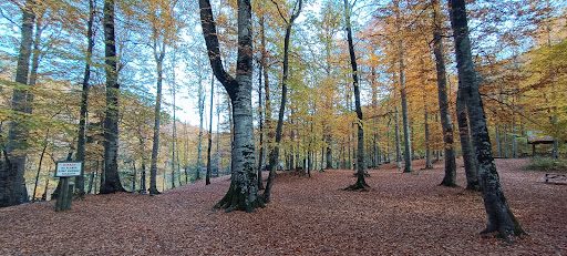Yedigöller National Park Campground - 4