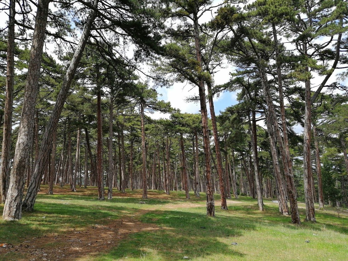 Domaniç Forests