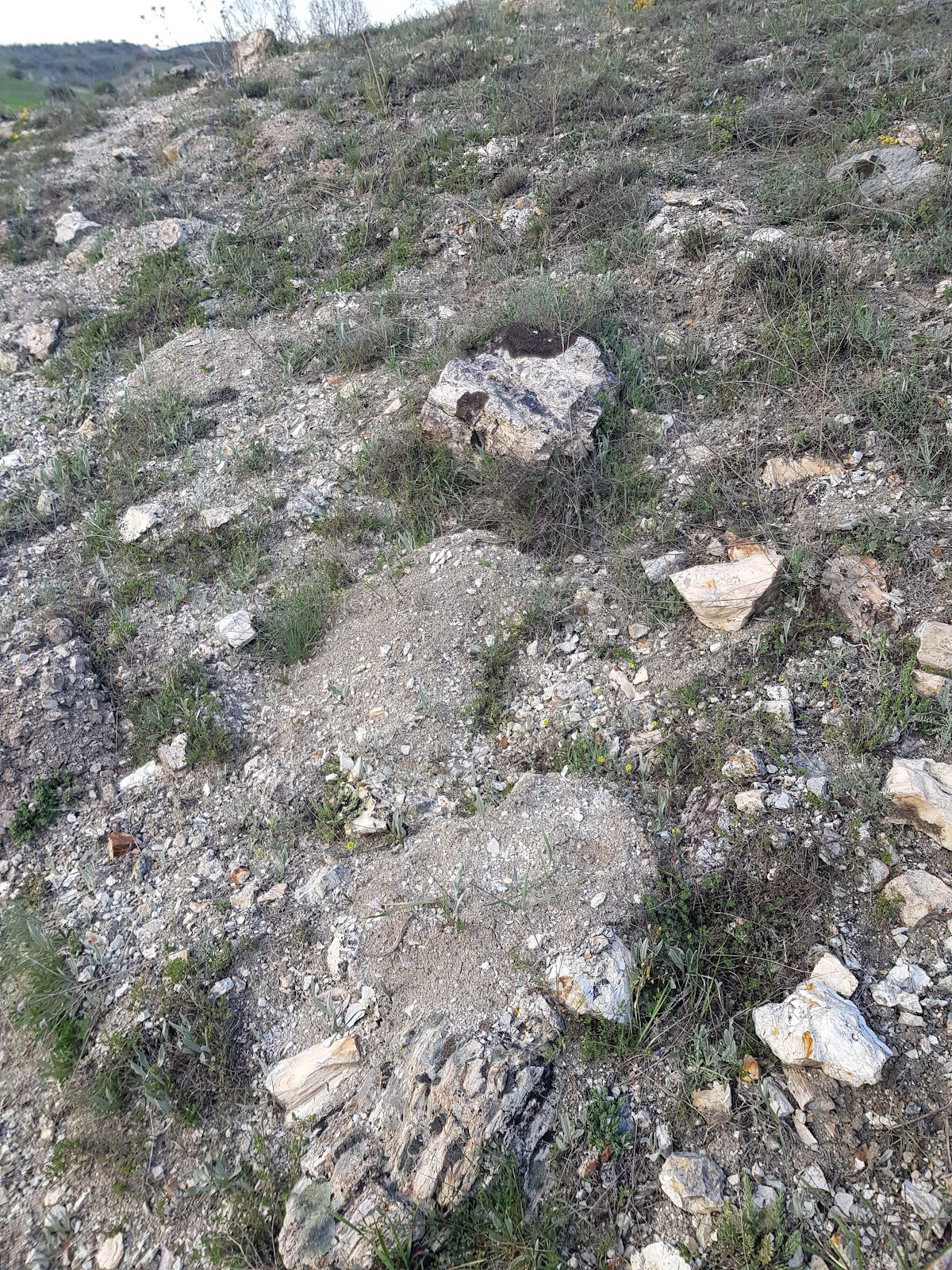 Çamlıdere Fosil Ormanı - 3