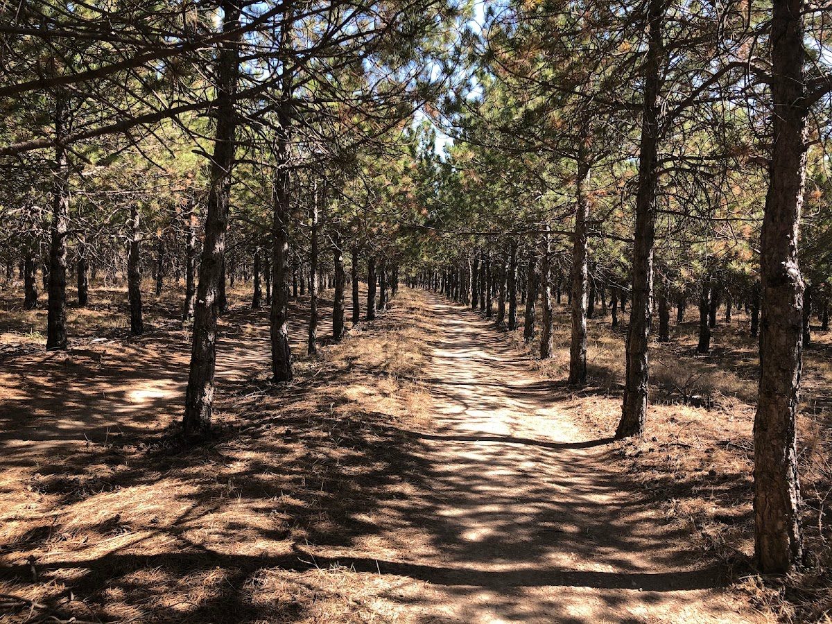 METU Forest