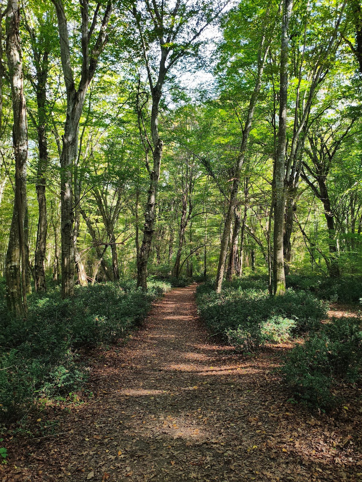 İğneada Longoz Forests National Park