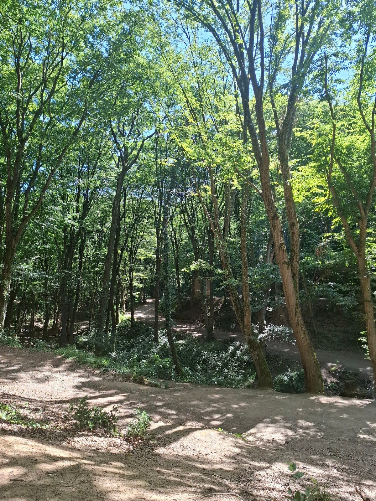 Belgrad Ormanı
