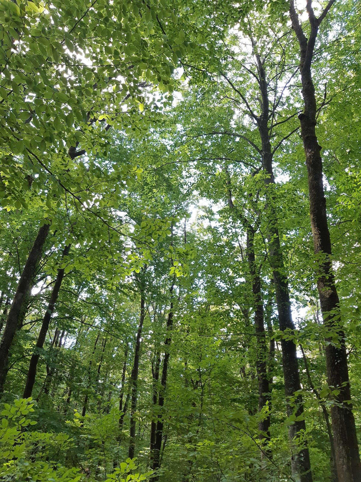 Belgrad Ormanı - 6